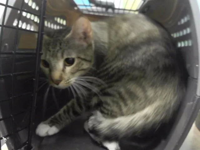 A young medium-sized female Domestic Short Hair cat named Tigerus for adoption in Omaha, NE