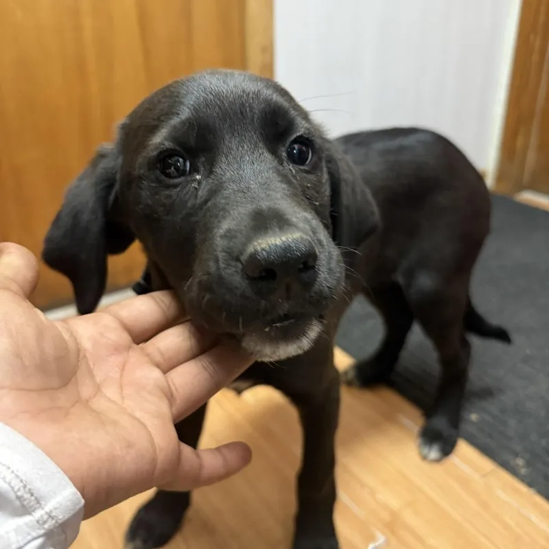 A baby small-sized female Black Black Labrador Retriever dog named Meg for adoption in Madison, WI