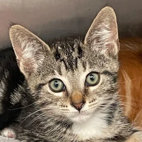 A baby small-sized male Black Domestic Short Hair cat named Sailor for adoption in Hawthorne, CA