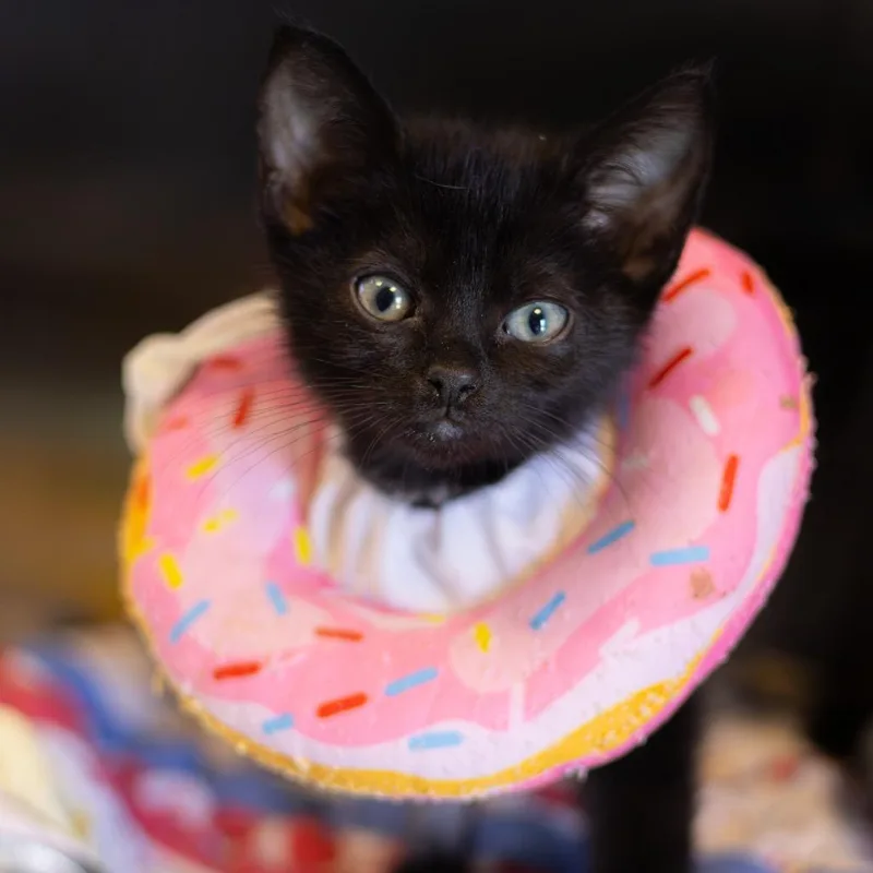 A baby small-sized male Black Domestic Short Hair cat named Pippin for adoption in Newark, DE