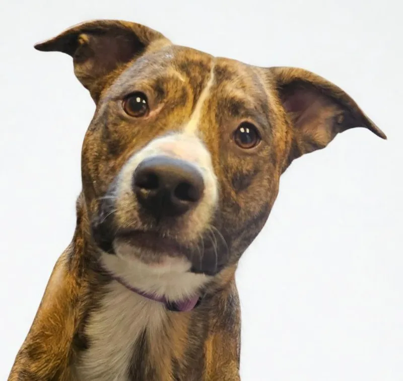A young large-sized male Mixed Breed dog named Wally for adoption in Barron, WI