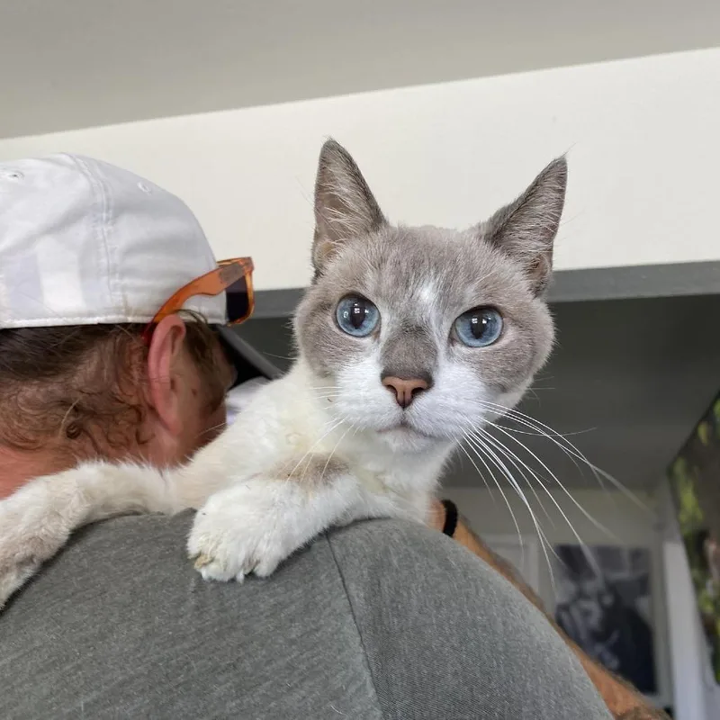 A senior small-sized female Buff / Tan / Fawn Domestic Short Hair cat named Fiona for adoption in Ramona, CA