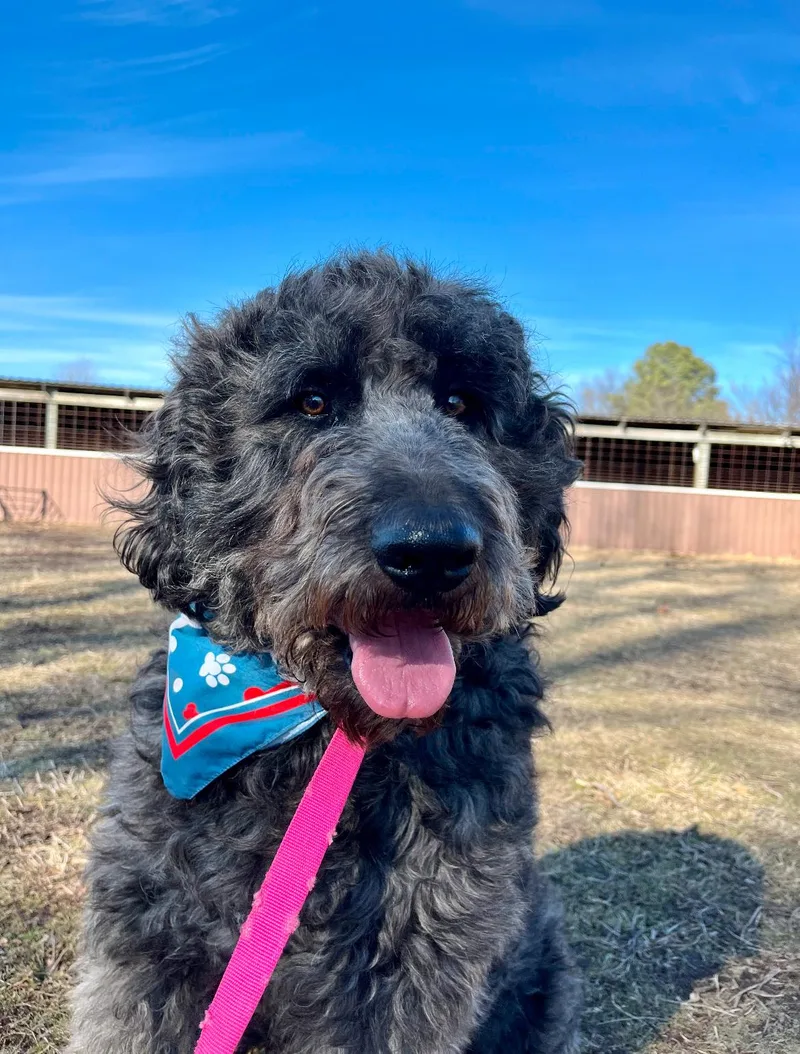 An adult large-sized male Bernadoodle dog named Jude for adoption in Dallas , TX