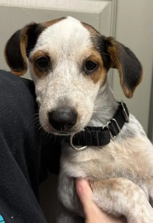 A baby medium-sized female Australian Cattle Dog / Blue Heeler dog named Applebee's for adoption in Littleton, CO