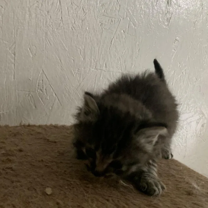 A baby small-sized male Gray / Blue / Silver Domestic Medium Hair cat named Alex Estep for adoption in Woodstock, VA