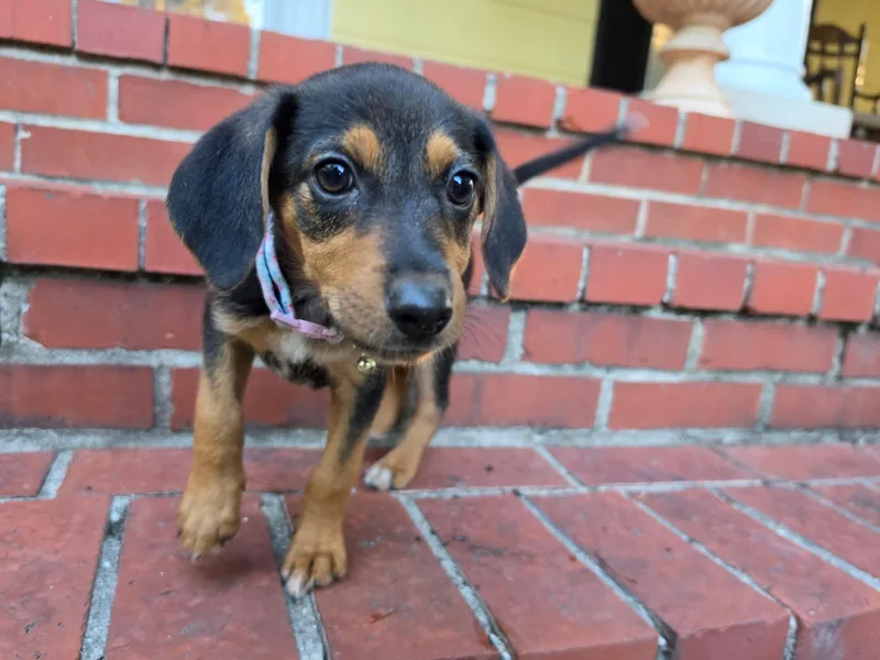 A baby medium-sized female Beagle dog named Honey for adoption in Columbia, MD