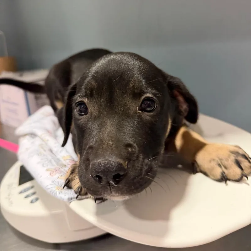 A baby small-sized female Yellow / Tan / Blond / Fawn Mixed Breed dog named Citron for adoption in Chattanooga, TN