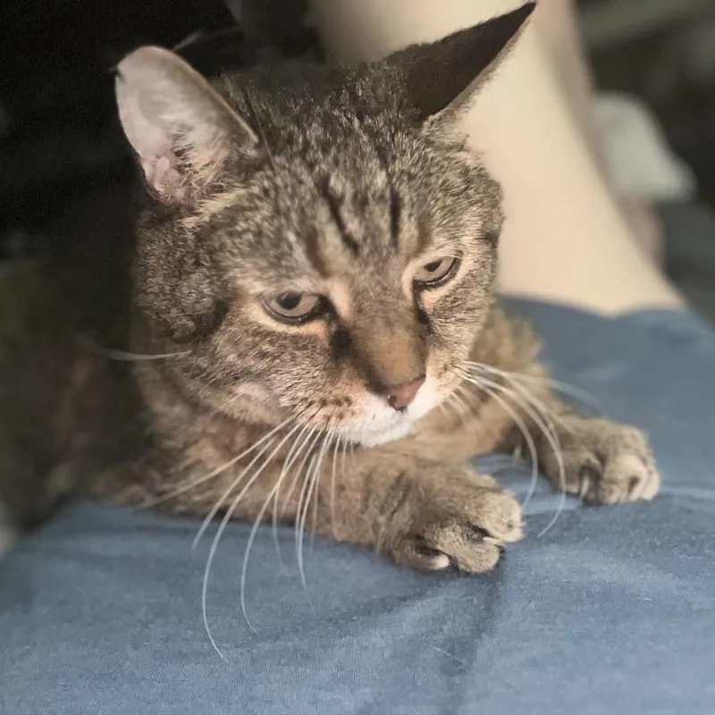 James Madison thumbnail 3