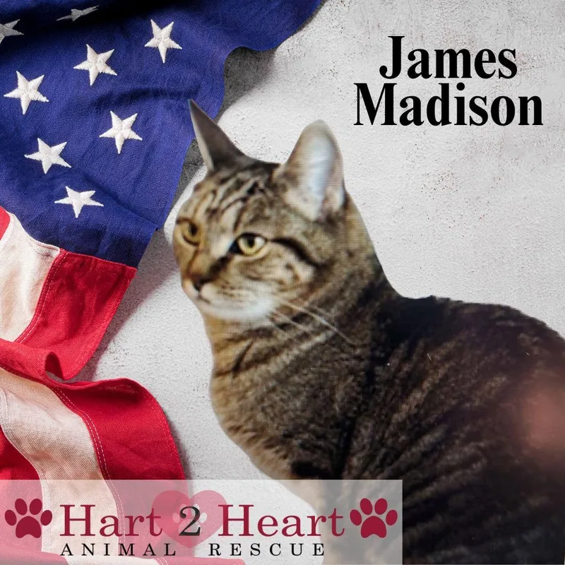 James Madison thumbnail 4