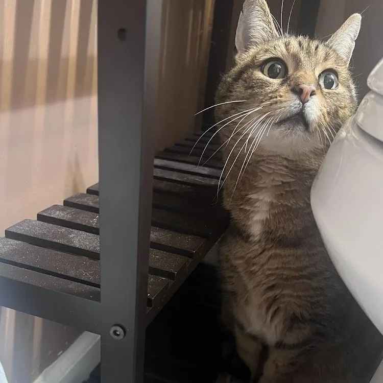 James Madison thumbnail 5