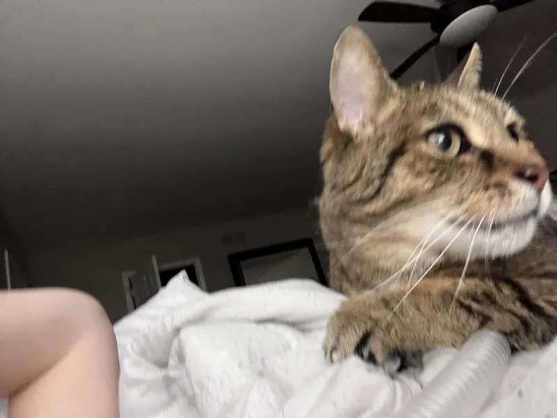 James Madison thumbnail 6