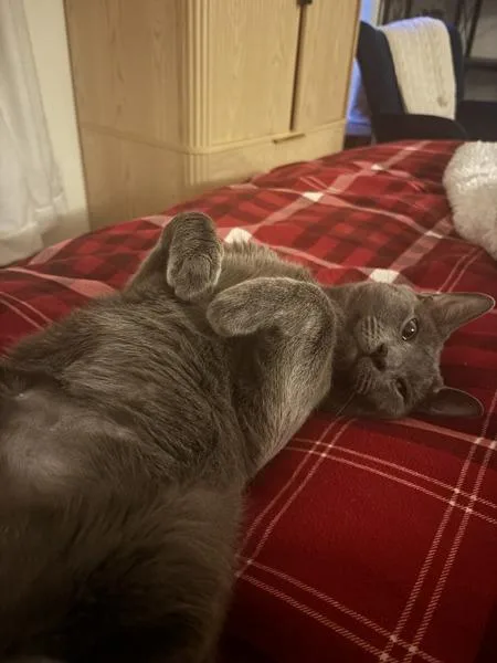 An adult large-sized male Domestic Short Hair cat named Ramen for adoption in New York, NY