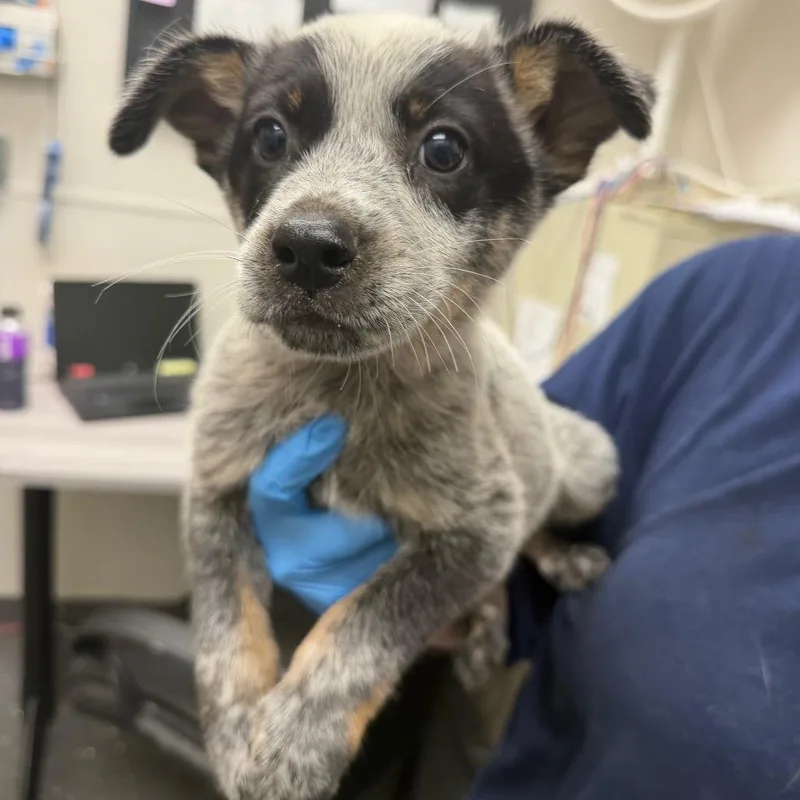 A baby medium-sized male Black Mixed Breed dog named Rocky for adoption in Columbiana, AL