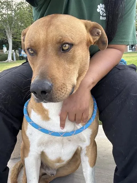 An adult large-sized male Pit Bull Terrier dog named Brutus for adoption in Riverside, CA