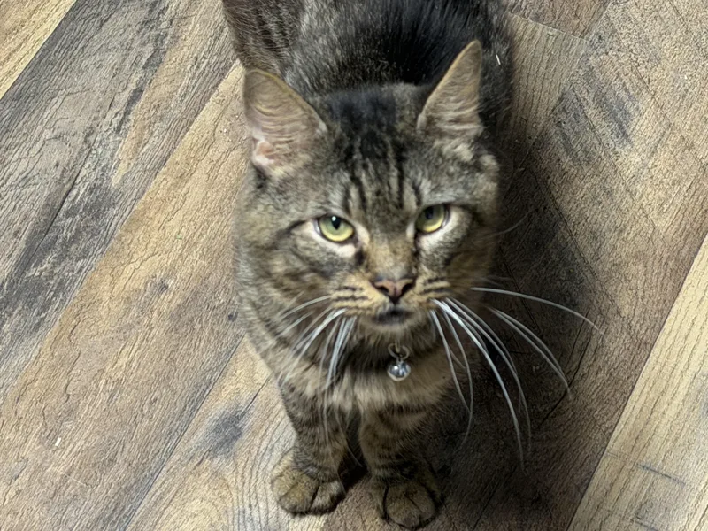 An adult medium-sized male Tabby (Brown / Chocolate) Domestic Medium Hair cat named Owen for adoption in Pottsville, PA