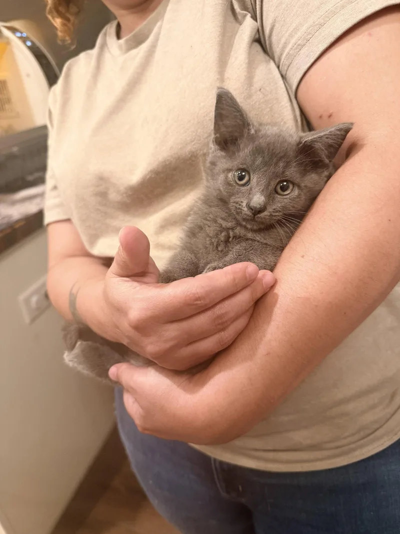 A young medium-sized male Russian Blue cat named Ritzcarlton for adoption in Camden, SC