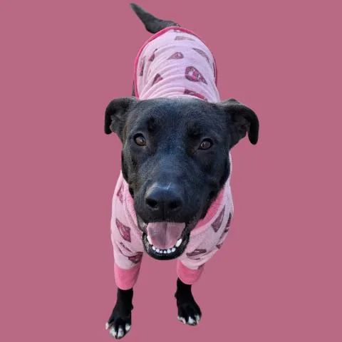 An adult large-sized female Pit Bull Terrier dog named Nala for adoption in Bakersfield, CA