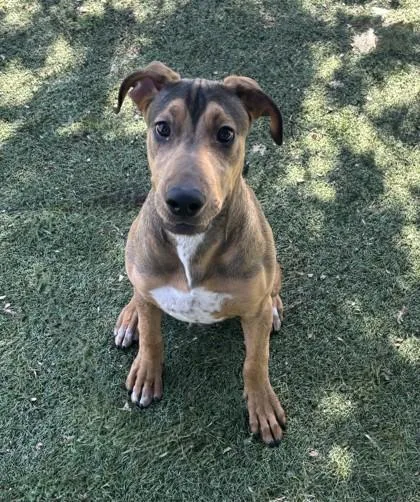 A young medium-sized male Doberman Pinscher dog named Tobi for adoption in Red Bluff, CA