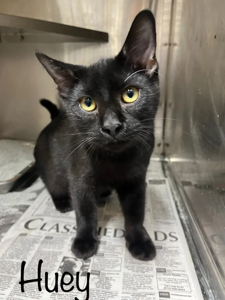 A baby small-sized male Domestic Short Hair cat named Huey for adoption in Princeton, IN