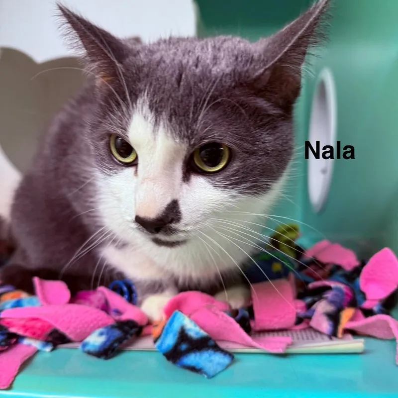 Nala