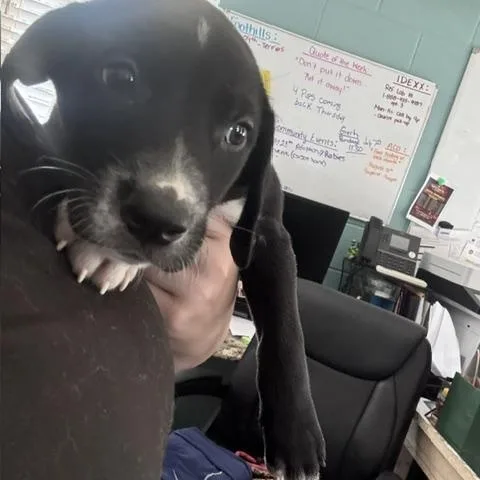 A baby medium-sized female Black Labrador Retriever dog named Cobbler for adoption in Marion, NC