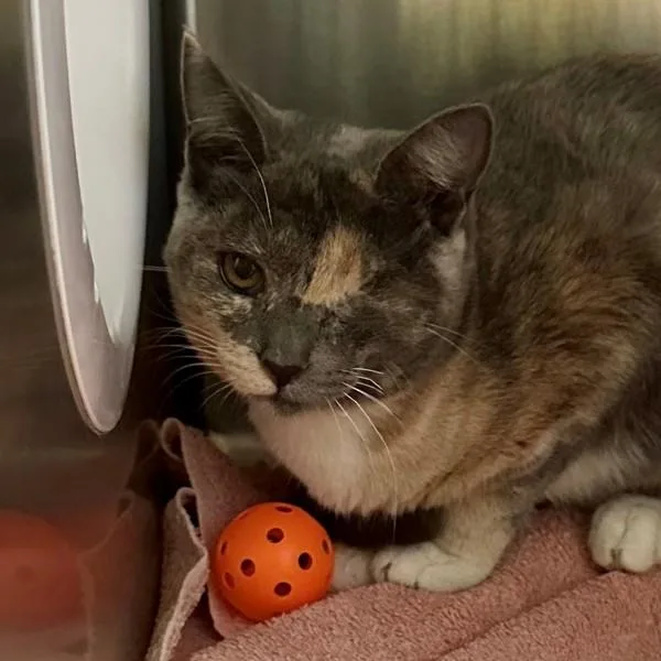 A young medium-sized female Domestic Short Hair cat named Nugget for adoption in Walnut Creek, CA