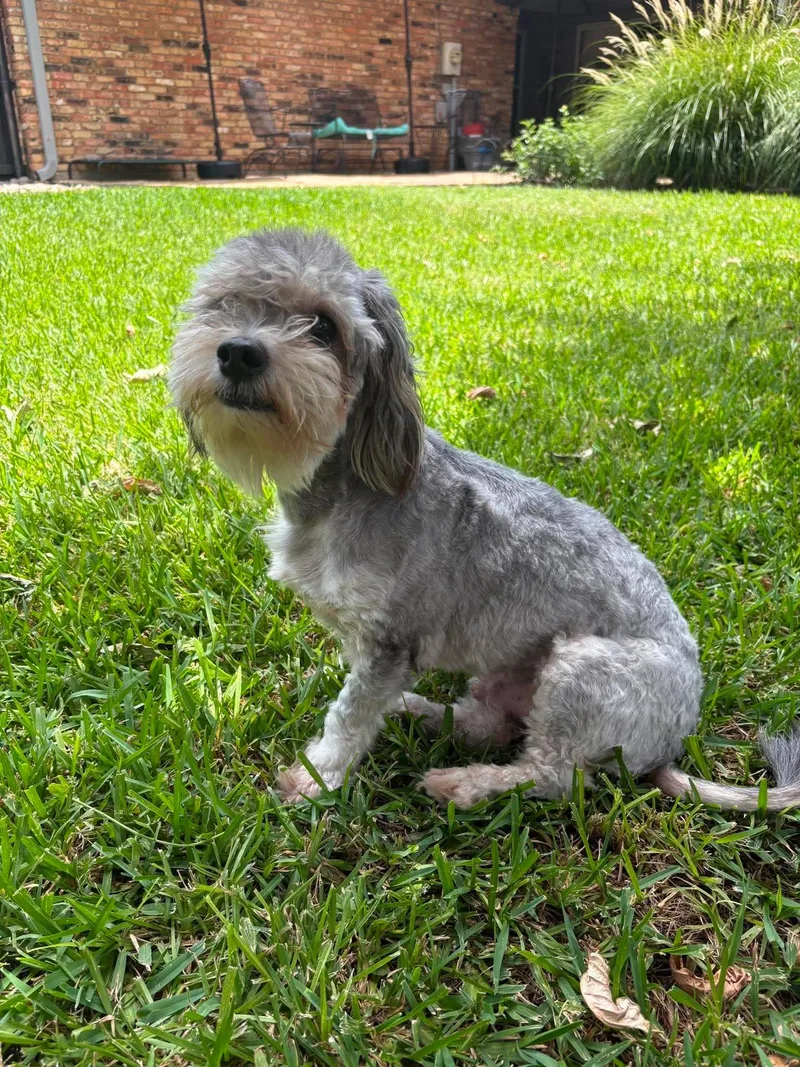 An adult small-sized male Gray / Blue / Silver Schnauzer dog named Deam Martin for adoption in Benbrook, TX
