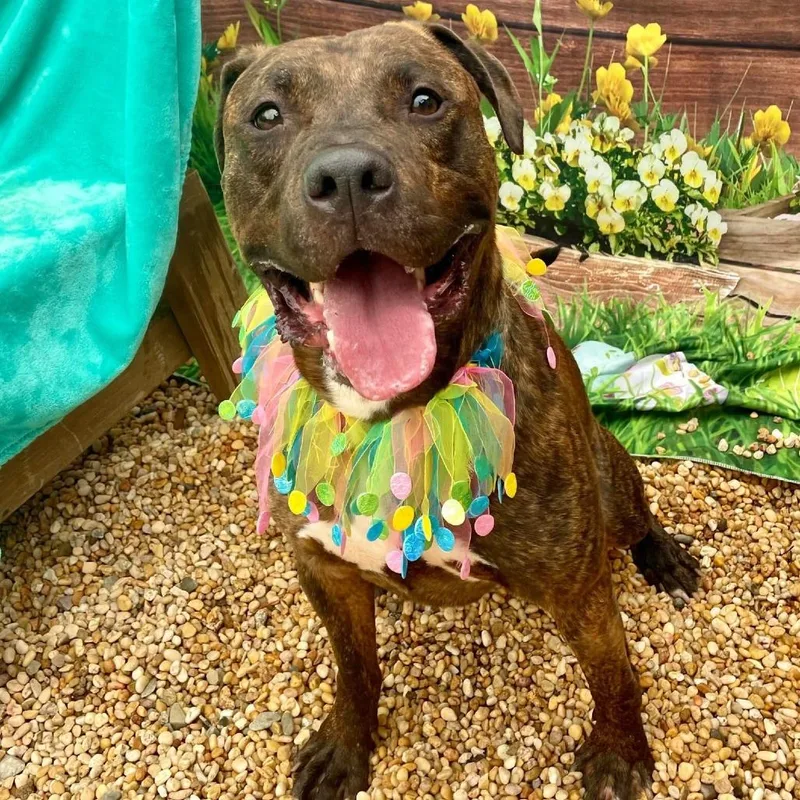 An adult large-sized male Pit Bull Terrier dog named Julian for adoption in Weimar, CA