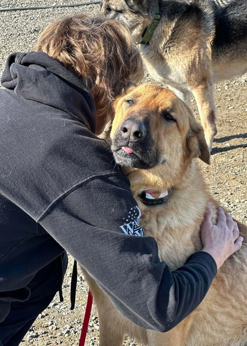 An adult large-sized male German Shepherd Dog dog named Chase for adoption in West Richland, WA