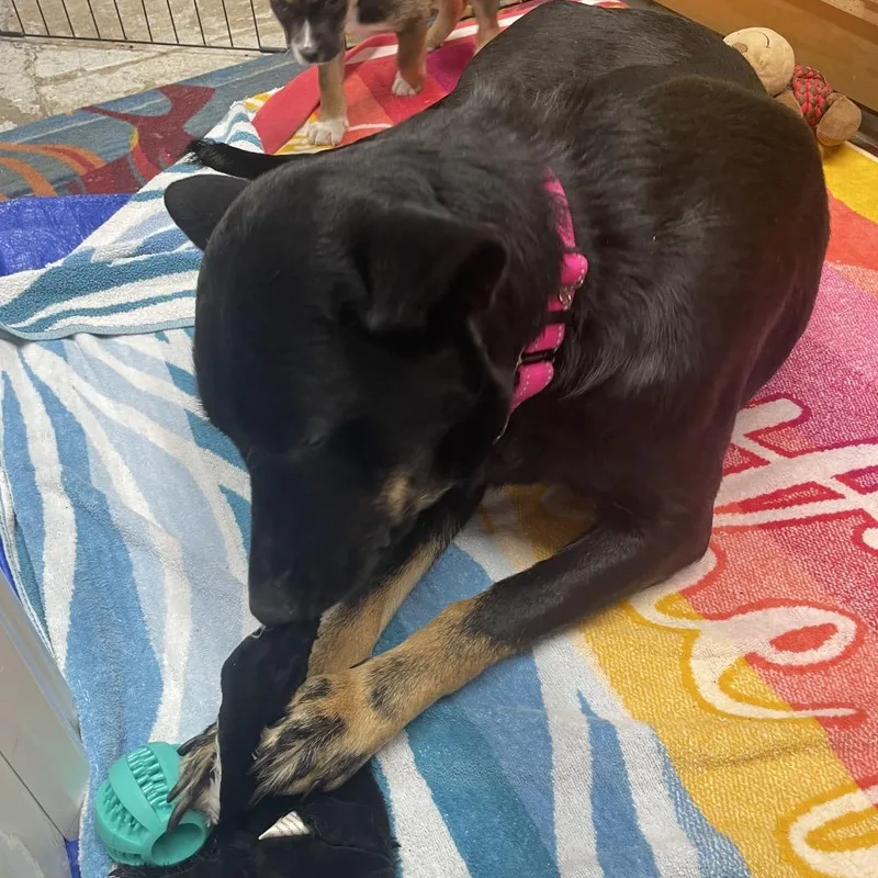 An adult medium-sized female Black German Shepherd Dog dog named Sazzy Mom for adoption in St. Peters, MO