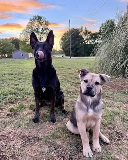 A baby large-sized male German Shepherd Dog dog named Chase for adoption in Malvern, PA