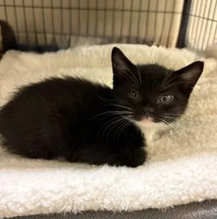 A baby medium-sized female Black & White / Tuxedo Domestic Short Hair cat named Zoe for adoption in Mason City, IA