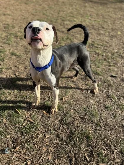 An adult medium-sized male Mixed Breed dog named Aries for adoption in West Chester, PA