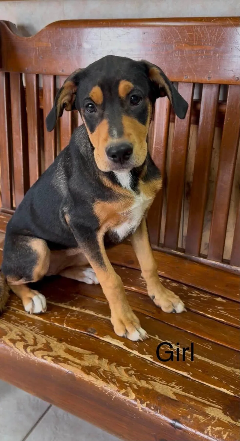 A baby medium-sized female Greater Swiss Mountain Dog dog named Greater Swiss Mountain Dog for adoption in Tyler, TX
