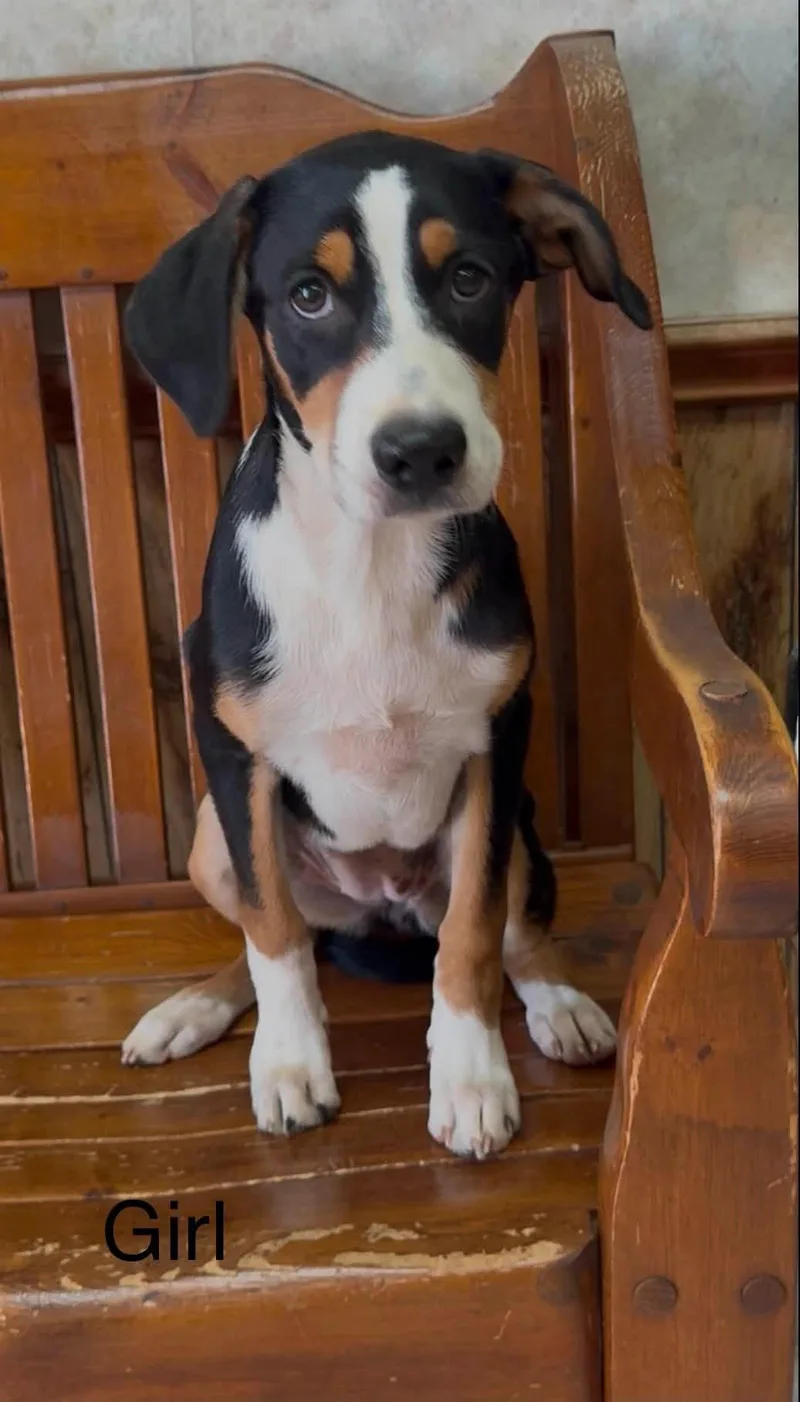 Greater Swiss Mountain Dog thumbnail 5