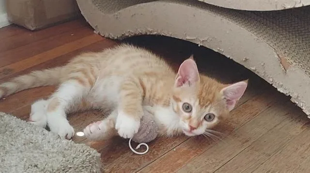 A baby small-sized male Domestic Short Hair cat named Cheeto for adoption in Charlotte, NC