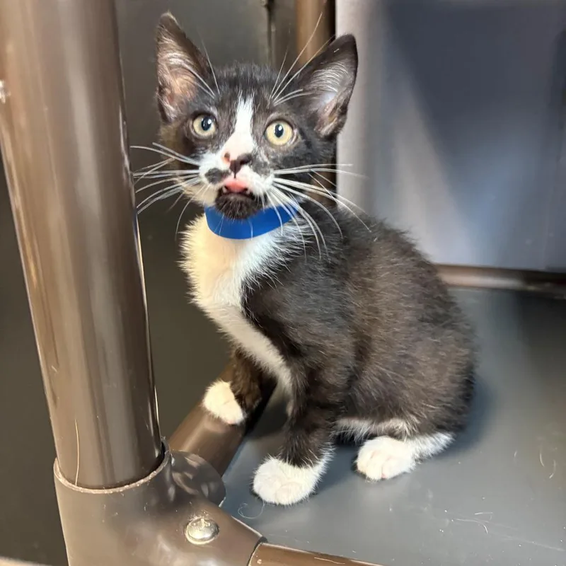 A baby small-sized male Black Domestic Short Hair cat named Condor for adoption in Lakeland, FL