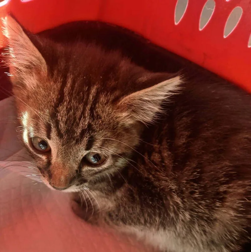 A baby small-sized male Gray / Blue / Silver Domestic Short Hair cat named Jasper for adoption in Thatcher, AZ