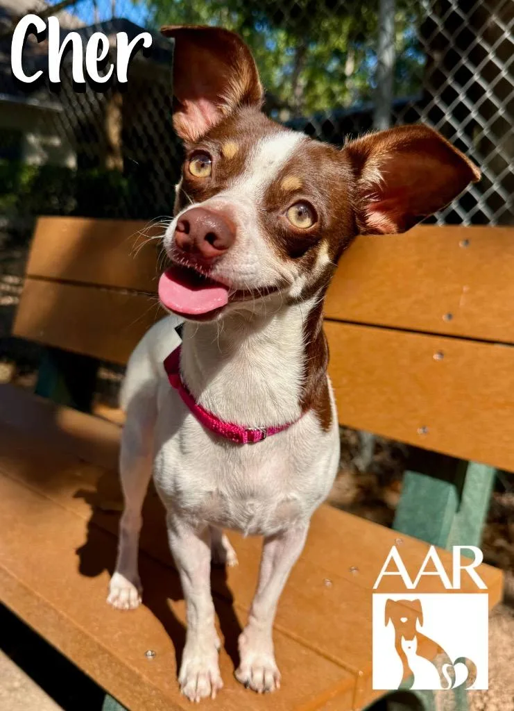 An adult small-sized female Chihuahua dog named Cher for adoption in Magnolia, TX