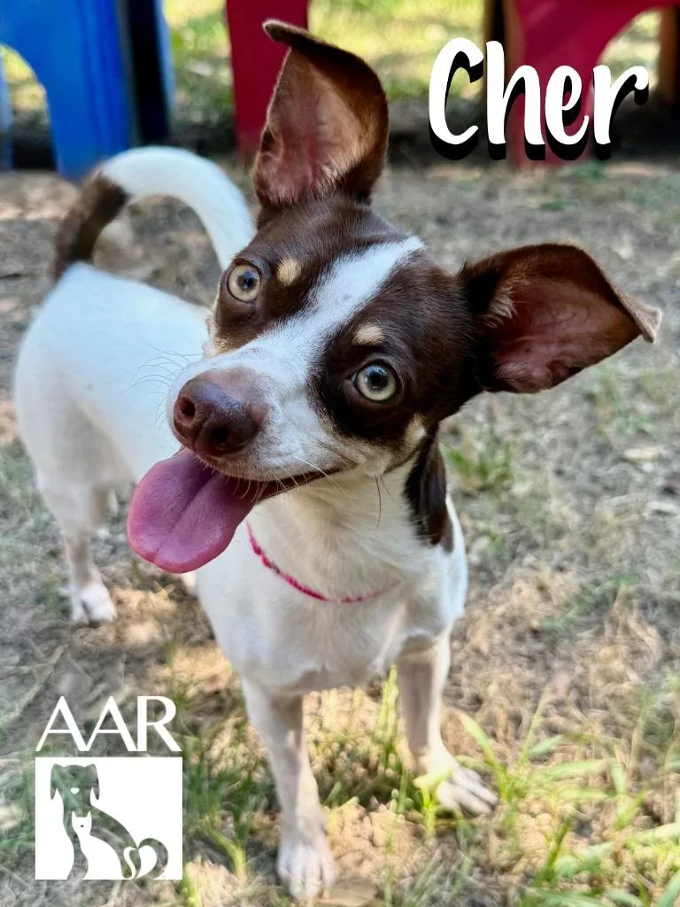 Cher thumbnail 3