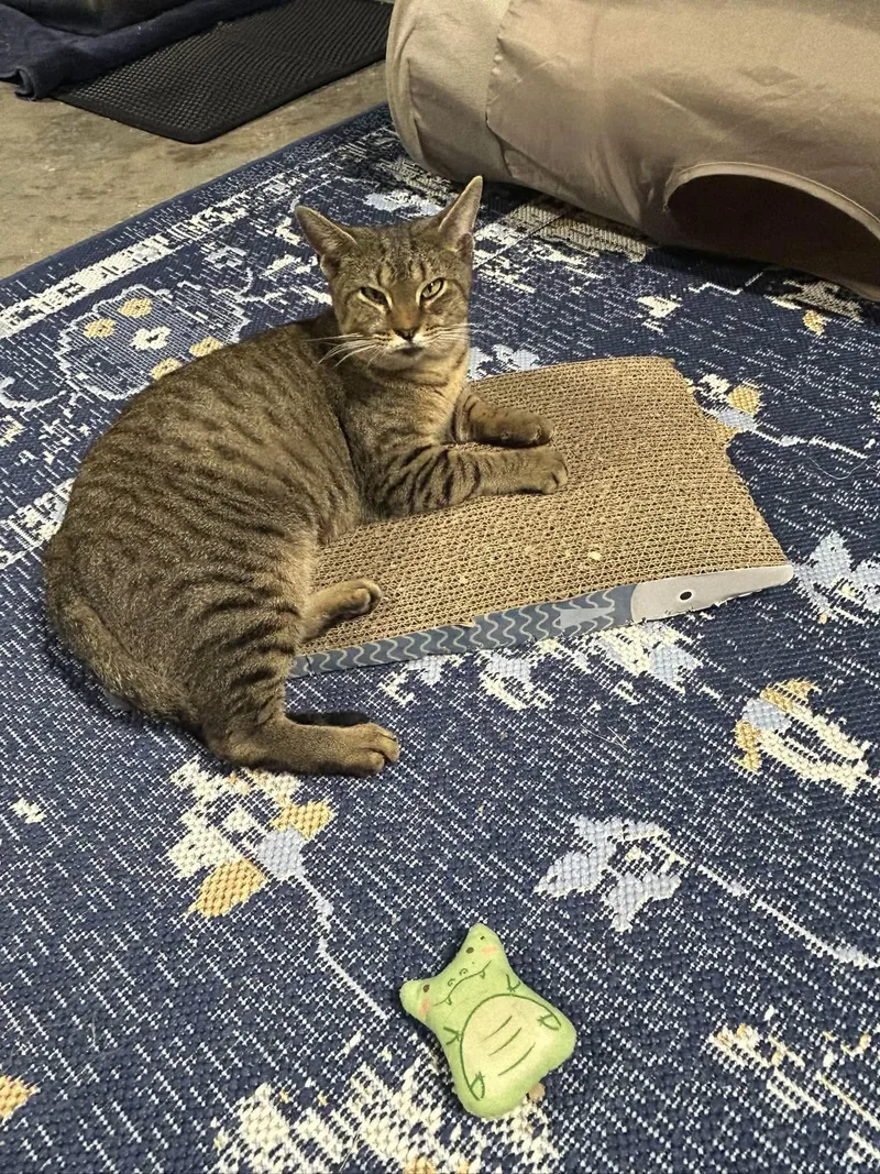 A baby small-sized male Tabby (Gray / Blue / Silver) Domestic Short Hair cat named Bella & Beau for adoption in Claridge, PA