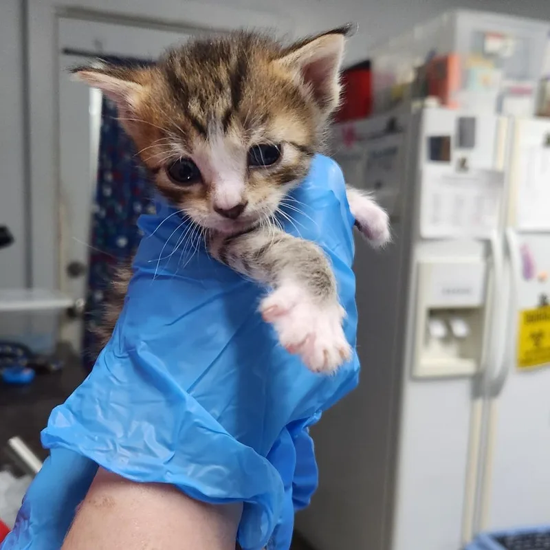 A baby small-sized male Brown / Chocolate Domestic Short Hair cat named Green for adoption in Summerville, SC