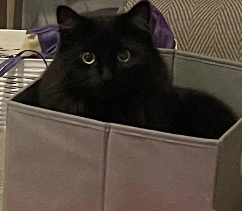 An adult medium-sized female Domestic Long Hair cat named Vergie for adoption in Battle Ground, WA