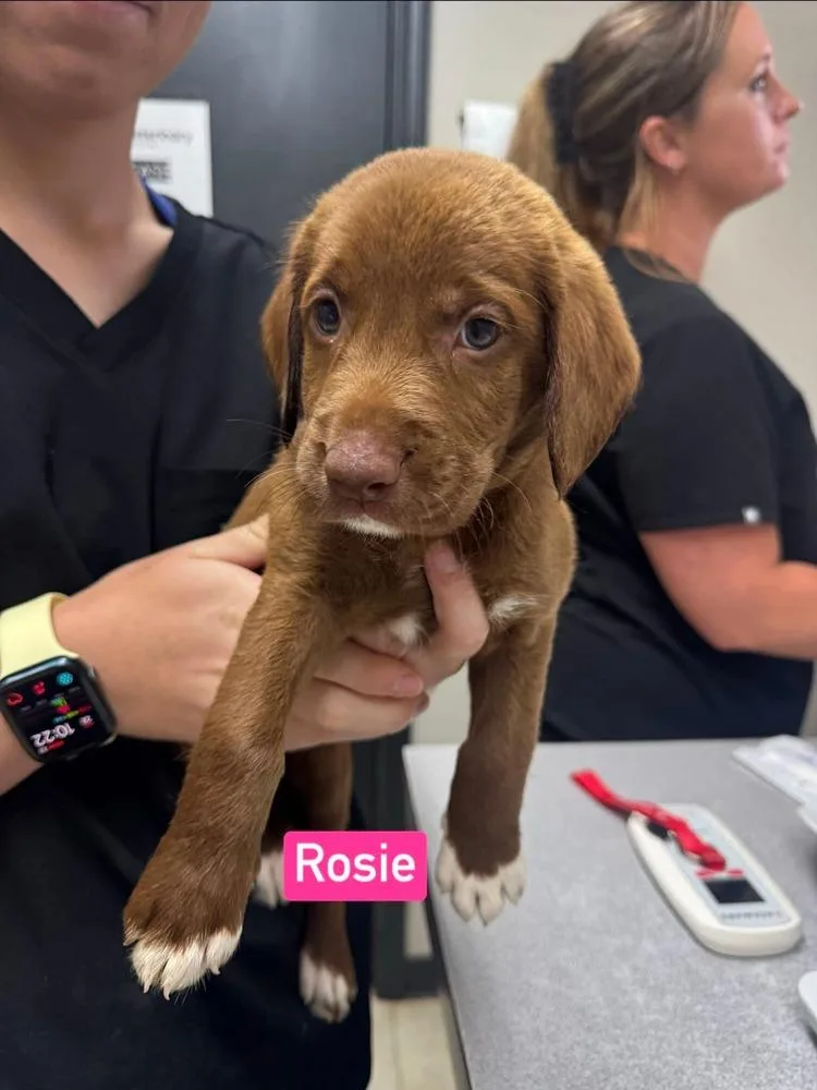 Rosie thumbnail 4