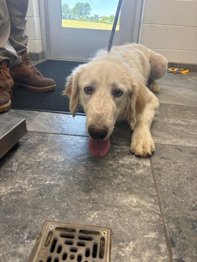 A young large-sized male Mixed Breed dog named Ryder for adoption in Oxford, NC