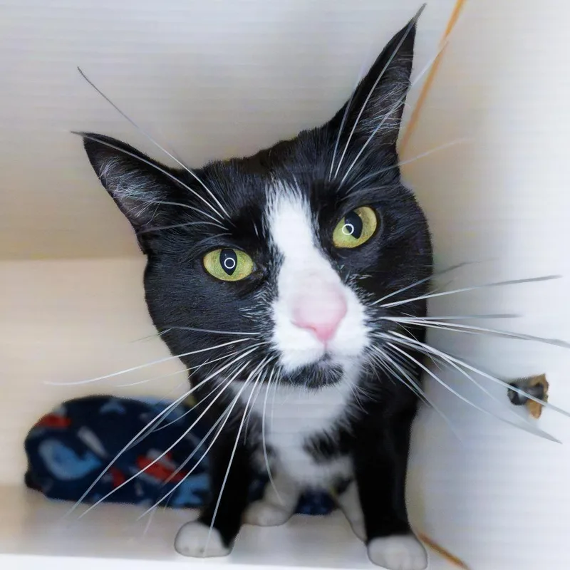 An adult medium-sized female Black Domestic Short Hair cat named Bella for adoption in South Elgin, IL
