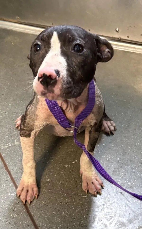 A young medium-sized female Pit Bull Terrier dog named Vc  Oreanna for adoption in Lawrenceville, GA