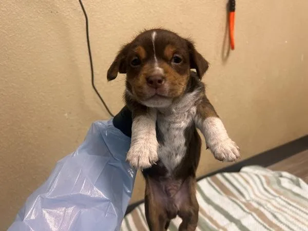 A baby medium-sized male Australian Cattle Dog / Blue Heeler dog named Dragonfly for adoption in San Diego, CA