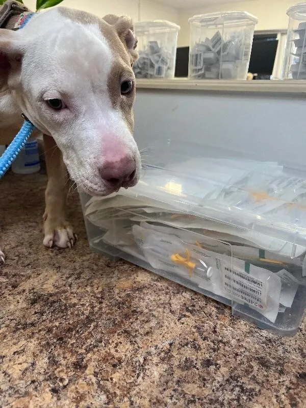 A young large-sized female White / Cream Mixed Breed dog named Clemmy for adoption in Cincinnati, OH