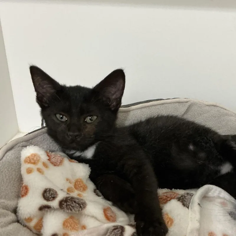 A baby small-sized male Black Domestic Short Hair cat named Silly for adoption in Elizabeth City, NC